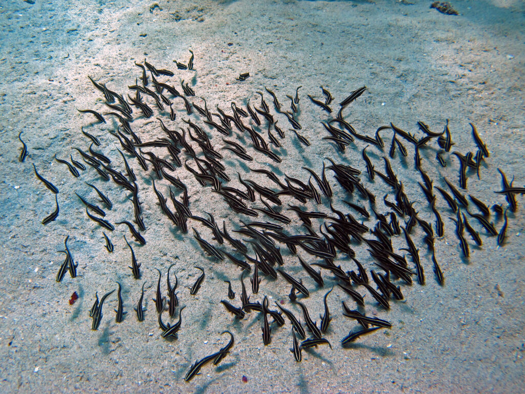 Striped Eel Catfish (Plotosus lineatus) |commons:File:Plotosidae - Plotosus lineatus-001.jpg