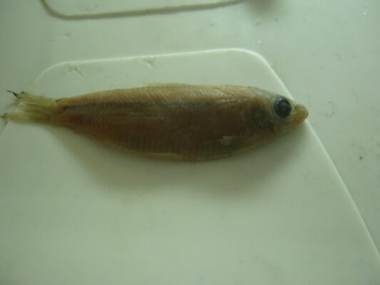 Striped Herring (Lile stolifera) |commons:File:Lile stolifera.JPG