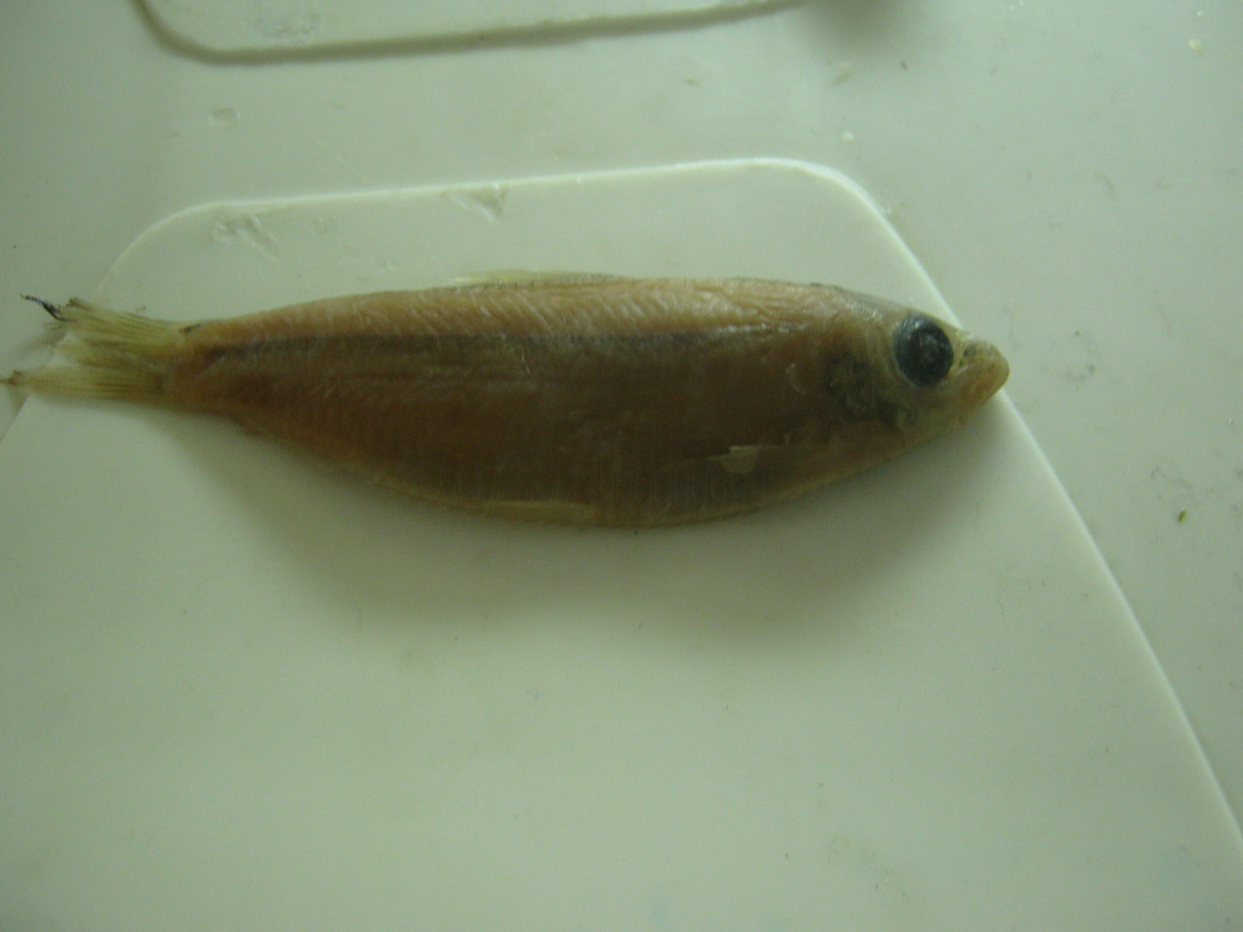 Striped Herring (Lile stolifera) |commons:File:Lile stolifera.JPG