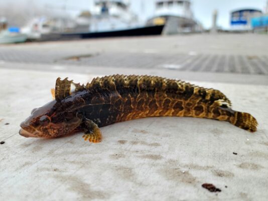 Striped Kelpfish (Gibbonsia metzi) |commons:File:Gibbonsia metzi.jpg