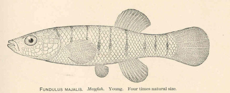 striped killifish (Fundulus majalis) |commons:File:FMIB 37933 Fundulus Majalis Mayfish Young.jpeg