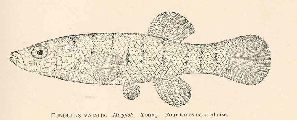 striped killifish (Fundulus majalis) |commons:File:FMIB 37933 Fundulus Majalis Mayfish Young.jpeg