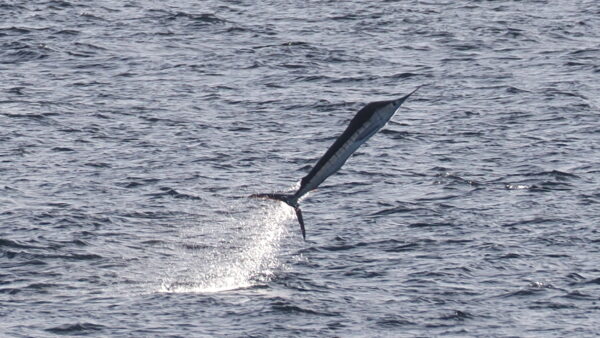 Striped Marlin (Kajikia audax) |commons:File:Kajikia audax.jpg