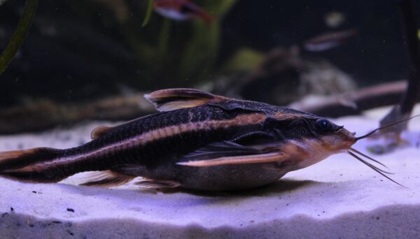 Striped Raphael Catfish (Platydoras armatulus) |commons:File:Platydoras armatulus.jpg