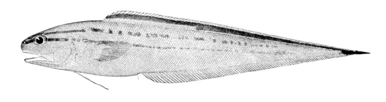 Stripefin Brotula (Neobythites marginatus) |commons:File:Neobythites marginatus.jpg