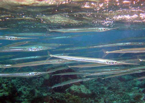 Strongylura incisa (Strongylura incisa) |commons:File:Strongylura incisa.jpg
