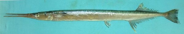 Strongylura leiurus (Strongylura leiurus) |commons:File:Strongylura leiura.png