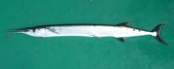 Strongylura senegalensis (Strongylura senegalensis) |commons:File:Strongylura senegalensis.jpg