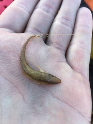 Sturisoma Catfish (Sturisoma barbatum) |commons:File:Sturisoma barbatum.jpg