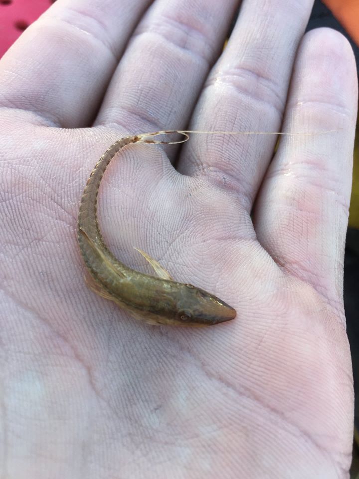 Sturisoma Catfish (Sturisoma barbatum) |commons:File:Sturisoma barbatum.jpg