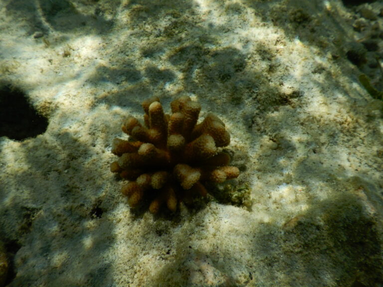 Stylophora Madagascarensis (Stylophora madagascarensis) |commons:File:Stylophora madagascarensis 184781347.jpg