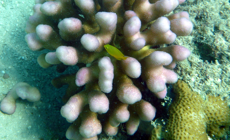 Stylophora Pistillata (Stylophora pistillata) |commons:File:Stylophora pistillata, Upolu Reef.jpeg