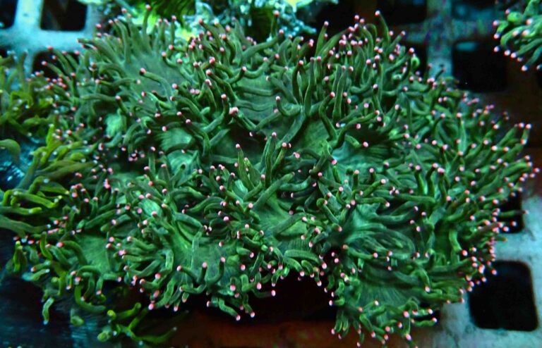 Stylophora Subseriata (Stylophora subseriata) |commons:File:Stylophora subseriata-1.jpg