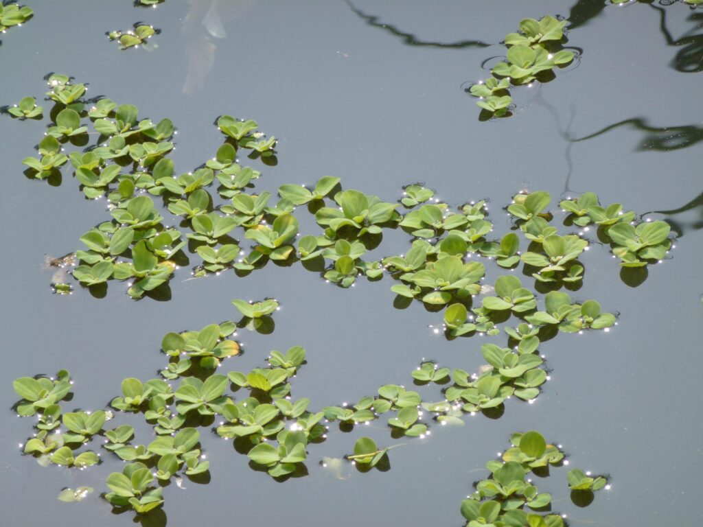 Su Marulu (Pistia stratiotes) |commons:File:Bèo cái (bèo ván) -Pistia stratiotes.JPG