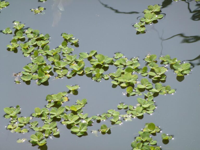 Su Marulu (Pistia stratiotes) |commons:File:Bèo cái (bèo ván) -Pistia stratiotes.JPG