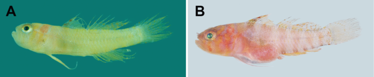 Sueviota aprica (Sueviota aprica) |commons:File:Sueviota aprica (10.5281-zenodo.3901593) Figure 6.png