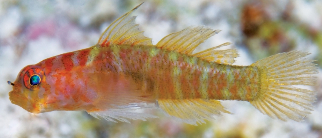 Sueviota atrinasa (Sueviota atrinasa) |commons:File:Sueviota atrinasa.jpg