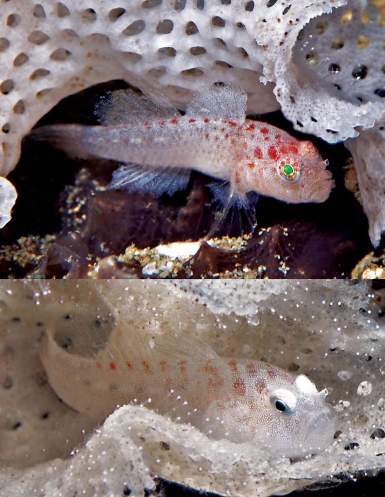 Sueviota bryozophila (Sueviota bryozophila) |commons:File:Sueviota bryozophila.png