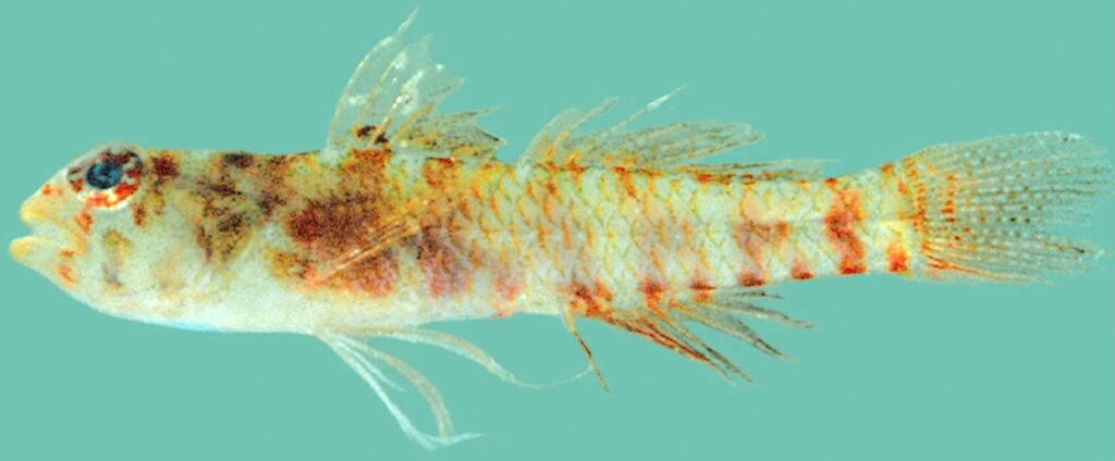 Sueviota lachneri (Sueviota lachneri) |commons:File:Sueviota lachneri.jpg