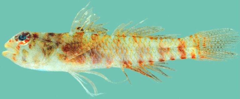 Sueviota lachneri (Sueviota lachneri) |commons:File:Sueviota lachneri.jpg