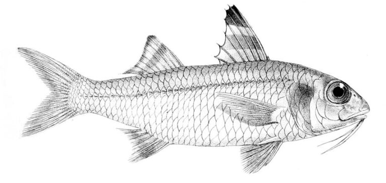 sulphur goatfish (Upeneus sulphureus) |commons:File:Upeneus sulphureus.jpg