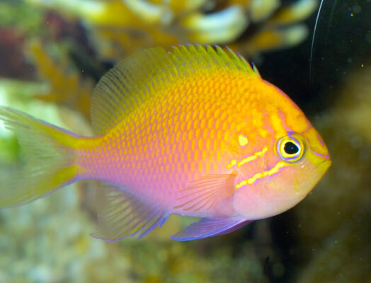Sunburst Anthias (Serranocirrhitus latus) |commons:File:Serranocirrhitus latus.jpg