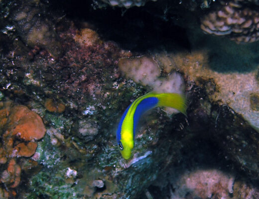 Sunrise Dottyback (Pseudochromis flavivertex) |commons:File:Pseudochromis flavivertex.jpg