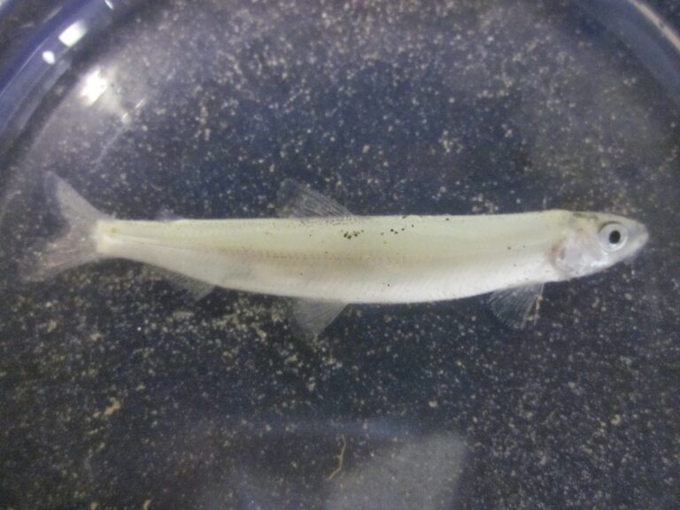 Surf Smelt (Hypomesus pretiosus) |commons:File:Hypomesus pretiosus 6142007.jpg
