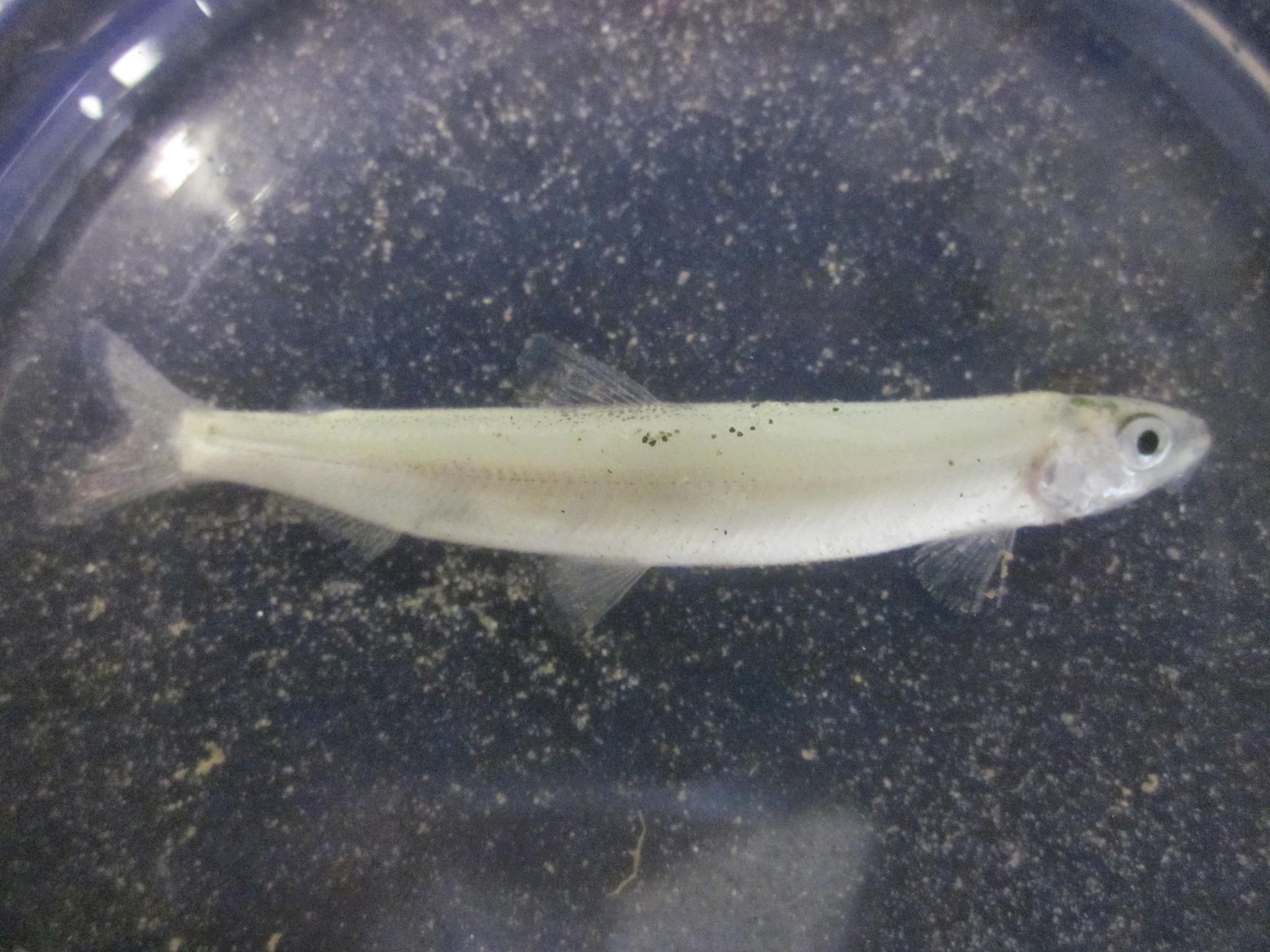 Surf Smelt (Hypomesus pretiosus) |commons:File:Hypomesus pretiosus 6142007.jpg