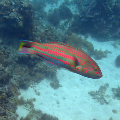 Surge Wrasse (Thalassoma purpureum) |commons:File:Surge Wrasse, Thalassoma purpureum, Kingston 2899, Norfolk Island imported from iNaturalist photo 168744530.jpg