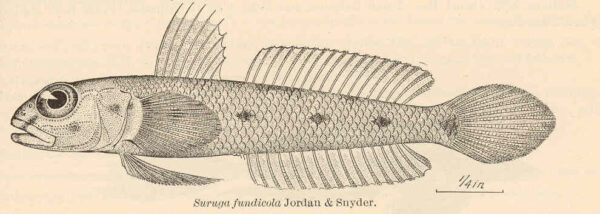 Suruga fundicola (Suruga fundicola) |commons:File:FMIB 41133 Suruga fundicola Jordan & Snyder.jpeg