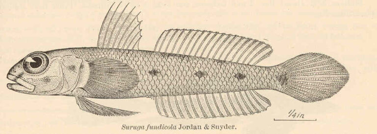 Suruga fundicola (Suruga fundicola) |commons:File:FMIB 41133 Suruga fundicola Jordan & Snyder.jpeg