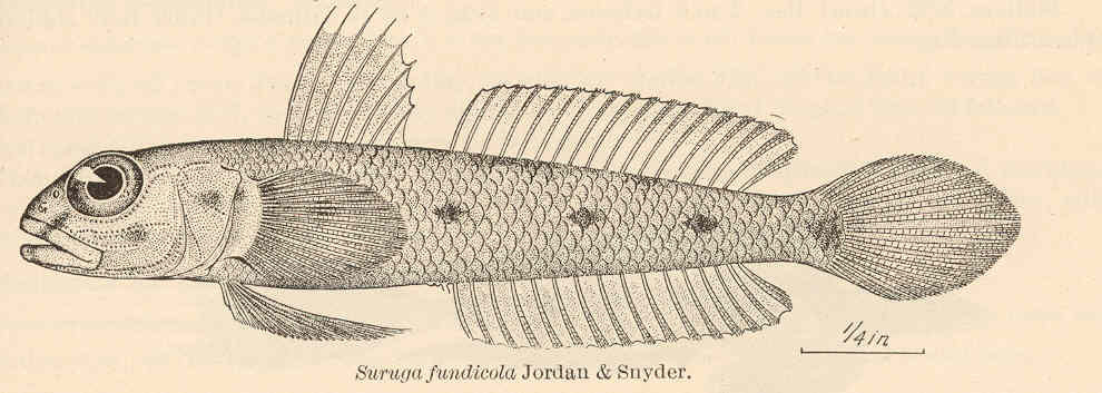 Suruga fundicola (Suruga fundicola) |commons:File:FMIB 41133 Suruga fundicola Jordan & Snyder.jpeg