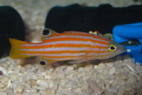 Swalesi Basslet (Liopropoma swalesi) |commons:File:Liopropoma swalesi.jpg