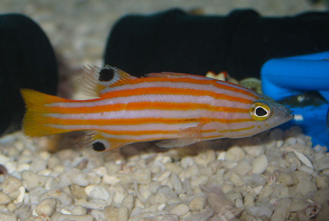 Swalesi Basslet (Liopropoma swalesi) |commons:File:Liopropoma swalesi.jpg