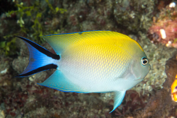 Swallowtail Angelfish Genicanthus melanospilos