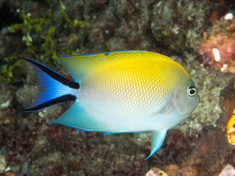 Swallowtail Angelfish Genicanthus melanospilos