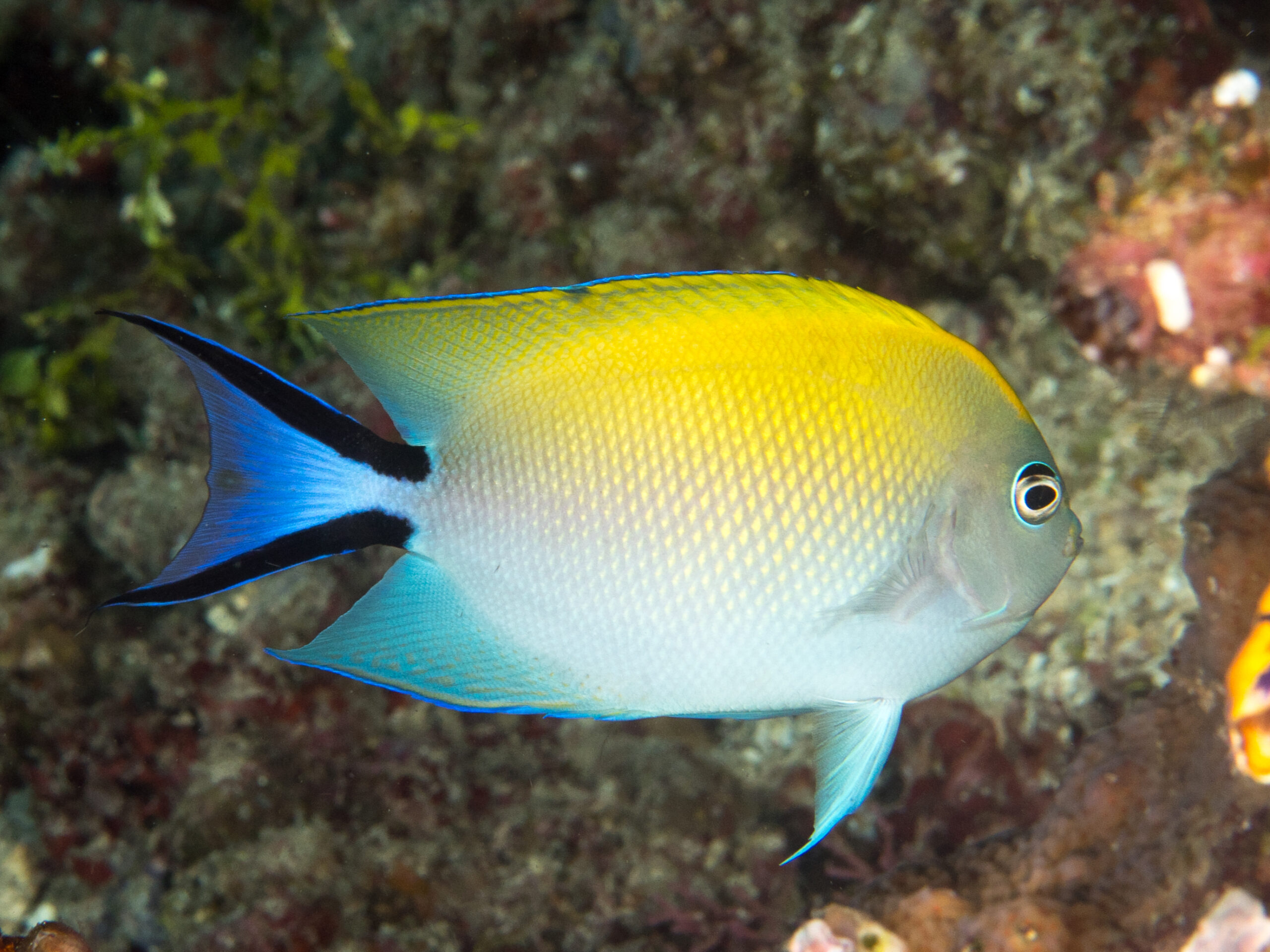 Swallowtail Angelfish Genicanthus melanospilos