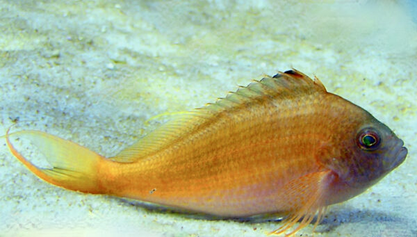 Swallowtail Hawfish (Cyprinocirrhites polyactis) |commons:File:Cirrhitidae Cyprinocirrhites polyactis 1.jpg
