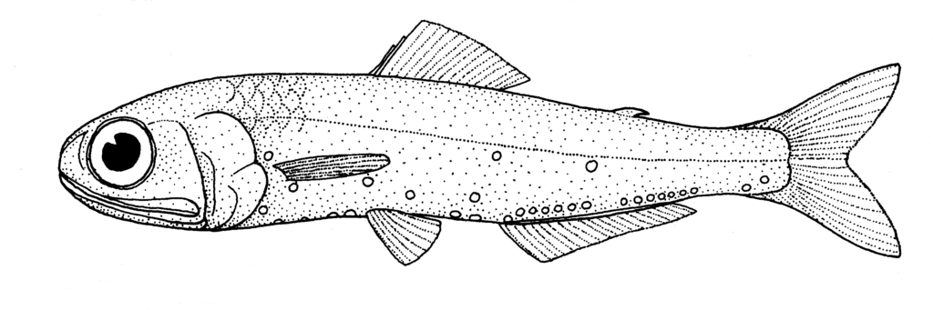 Symbolophorus barnardi (Symbolophorus barnardi) |commons:File:Symbolophorus barnardi (no common name).gif
