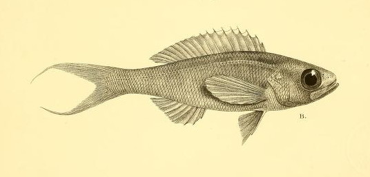 Symphysanodon typus (Symphysanodon typus) |commons:File:Symphysanodon typus.jpg