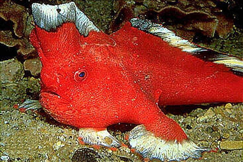 Sympterichthys politus (Sympterichthys politus) |commons:File:Sympterichthys politus.jpg