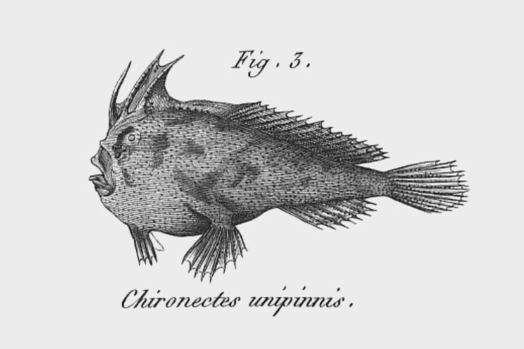 Sympterichthys unipennis (Sympterichthys unipennis) |commons:File:SympterichthysUnipennisHolotype (1).jpg