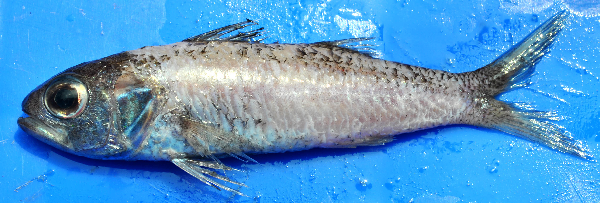 Synagrops japonicus (Synagrops japonicus) |commons:File:Synagrops japonicus.png