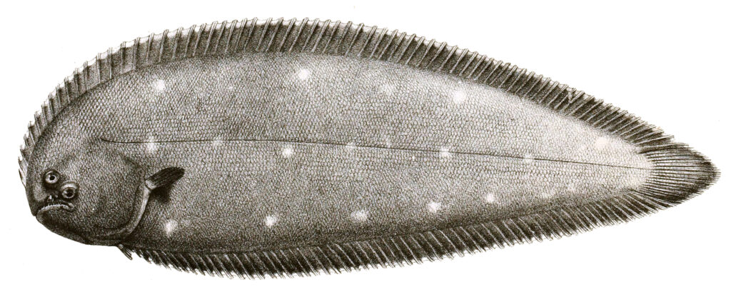 Synaptura albomaculata (Synaptura albomaculata) |commons:File:Synaptura albomaculata Mintern 93.jpg