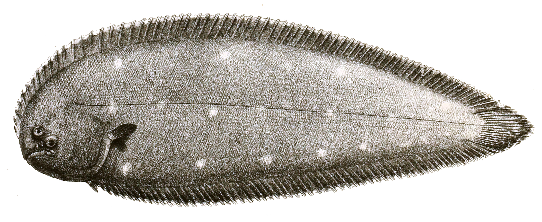 Synaptura albomaculata (Synaptura albomaculata) |commons:File:Synaptura albomaculata Mintern 93.jpg
