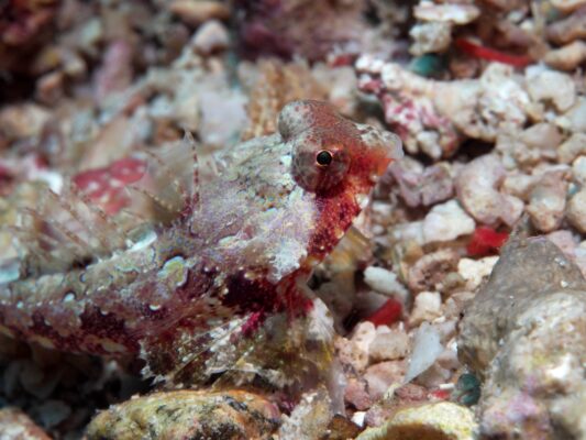 Synchiropus bartelsi (Synchiropus bartelsi) |commons:File:Bartels dragonet (Synchiropus bartelsi).jpg