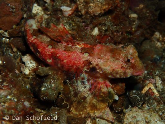 Synchiropus morrisoni (Synchiropus morrisoni) |commons:File:Synchiropus morrisoni 57337132.jpg