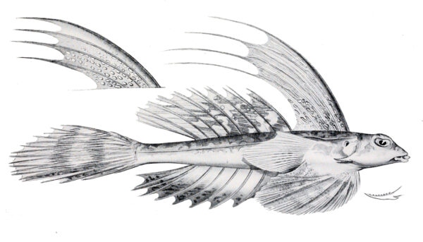 Synchiropus rameus (Synchiropus rameus) |commons:File:Synchiropus rameus.jpg