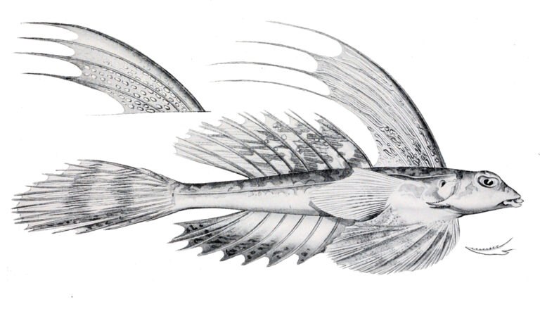 Synchiropus rameus (Synchiropus rameus) |commons:File:Synchiropus rameus.jpg